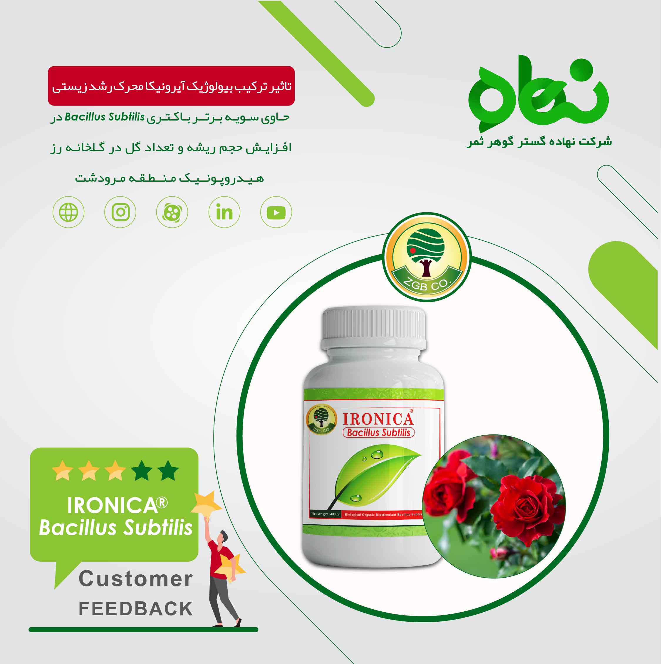 تاثیر ترکیب بیولوژیک آیرونیکا محرک رشد زیستی در گلخانه رز مرودشت